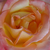 Jaune-rose - Rosiers hybrides de thé - Emeraude d'Or